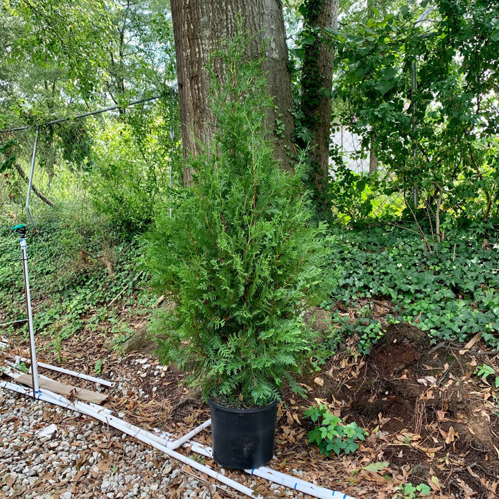 Green Giant Arborvitae