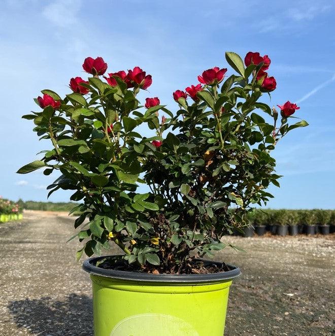 Petite Knock Out® Rose