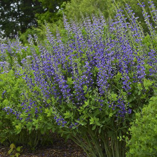 Decadence® Blueberry Sundae False Indigo