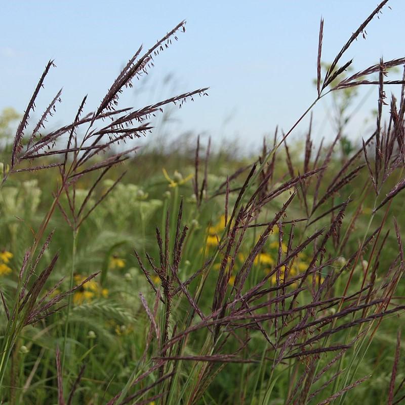 Big Bluestem