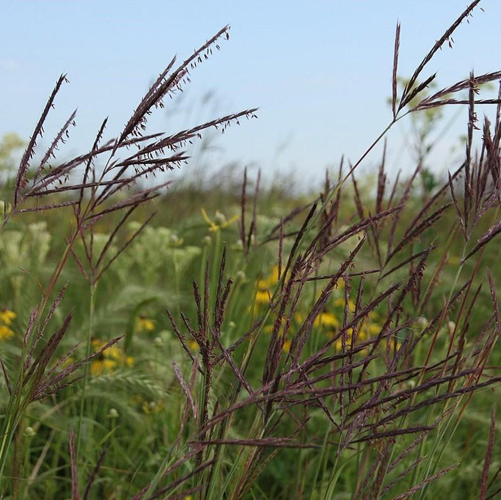 Big Bluestem