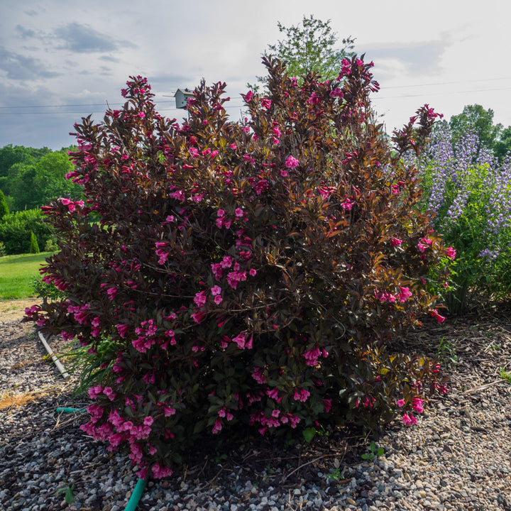 Wine & Roses® Weigela