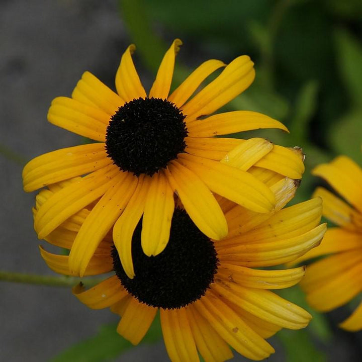 Viettes Little Suzy Black-Eyed Susan