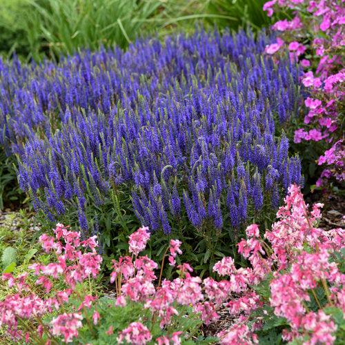 PW® Magic Show® Wizard of Ahhs Veronica