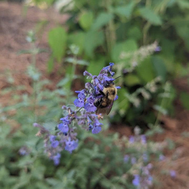 Walker's Low Catmint