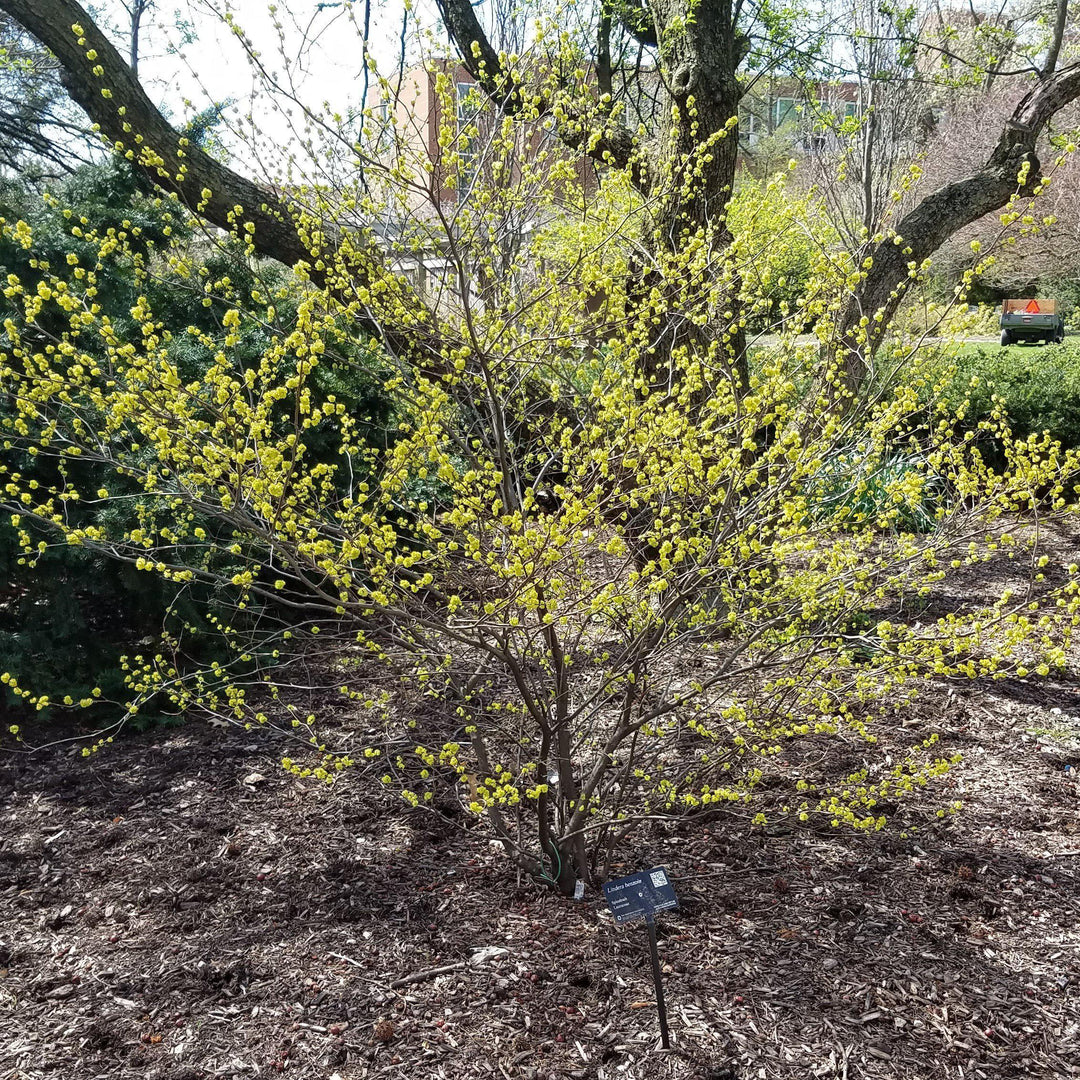 Spice Bush