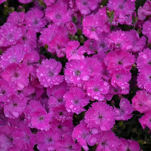 Paint the Town Fuchsia Dianthus