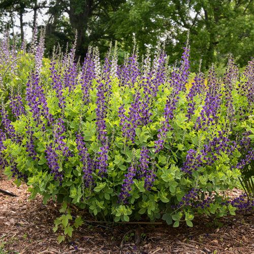 PW® Decadence® Sparkling Sapphires False Indigo