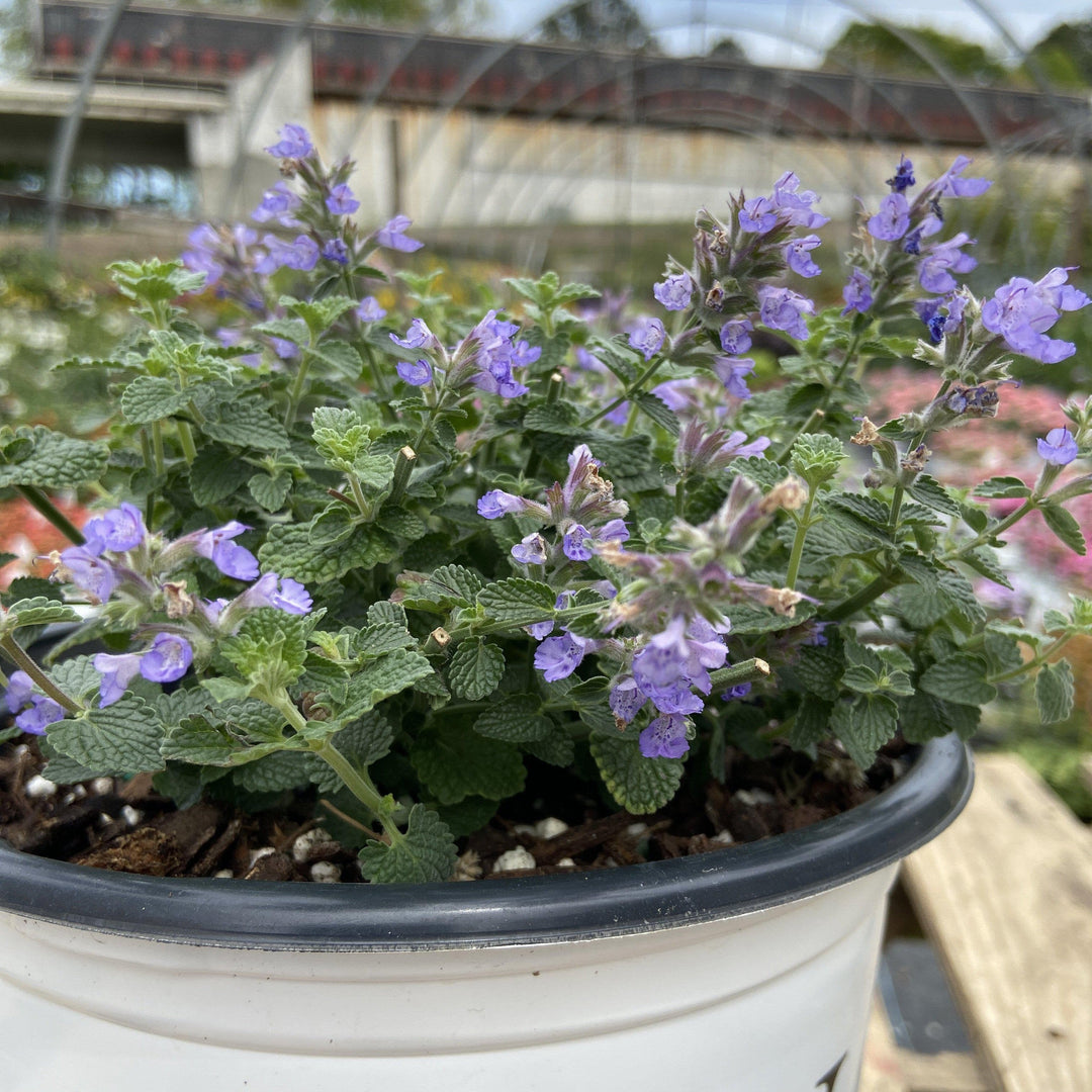Cat's Pajamas Catmint