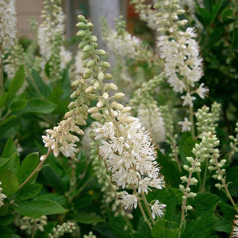 Summersweet, Sweet Pepperbush