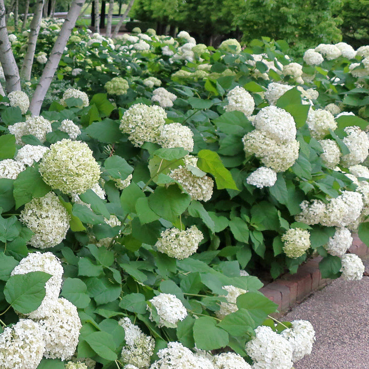 Mophead Hydrangea, Annabelle Hydrangea