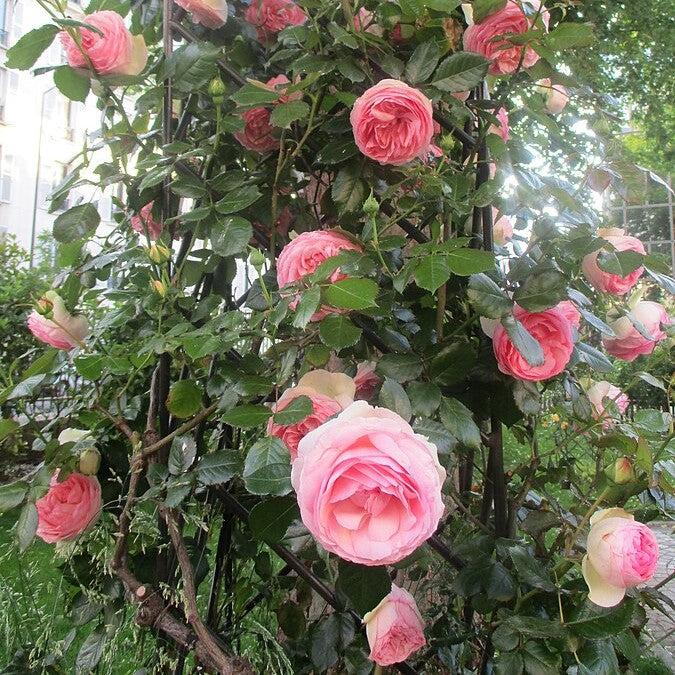 Eden® Rose