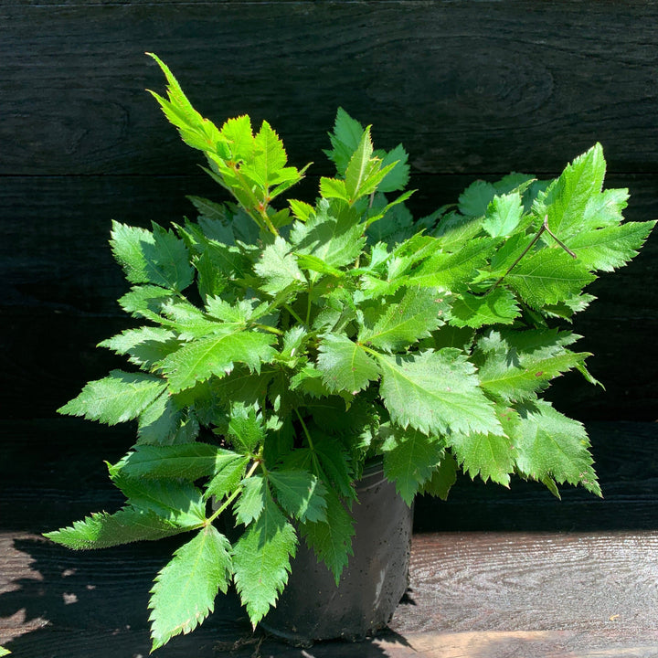 Visions Chinese Astilbe, False Goat's Beard