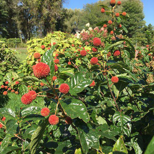 Sugar Shack® Buttonbush