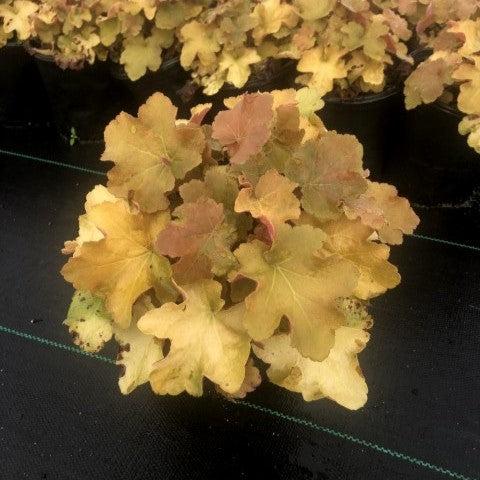 Caramel Coral Bells, Heuchera
