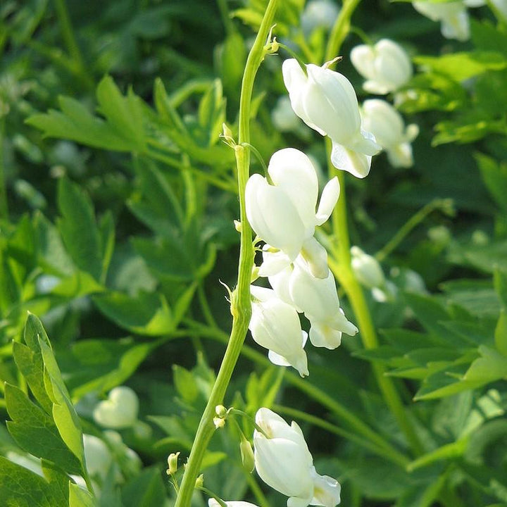 White Bleeding Heart