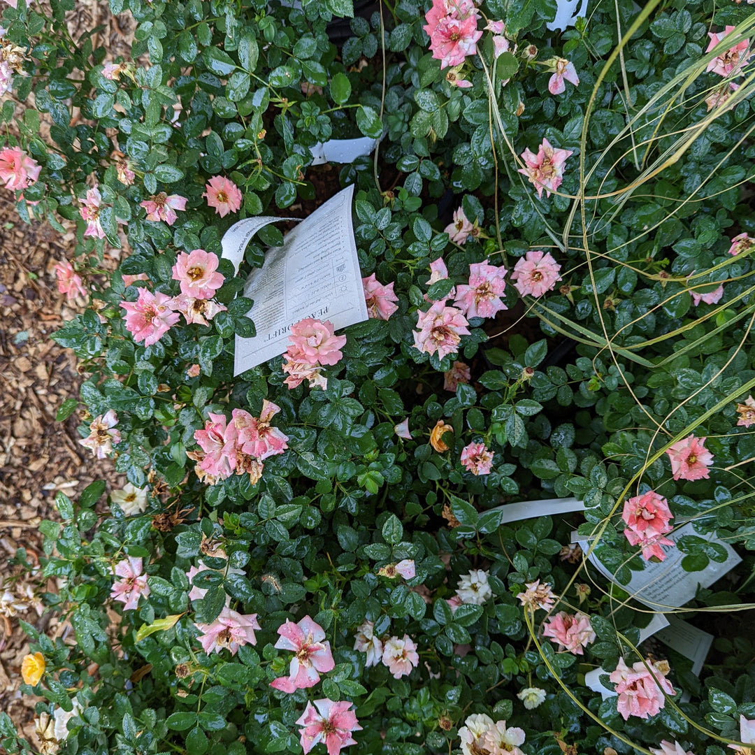 Peach Drift® Rose