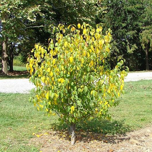 Spice Bush