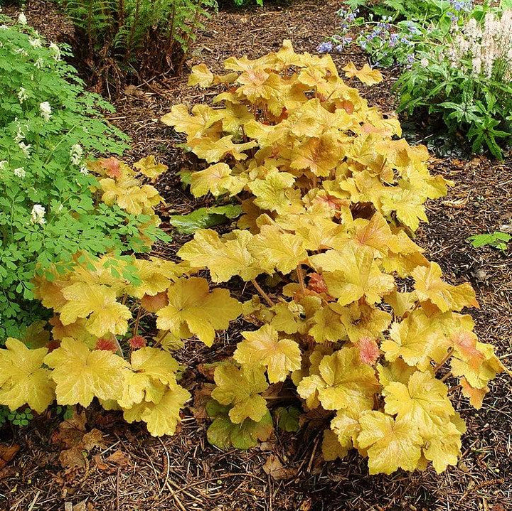 Caramel Coral Bells, Heuchera