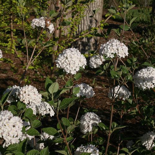 Spice Baby™ Koreanspice Viburnum