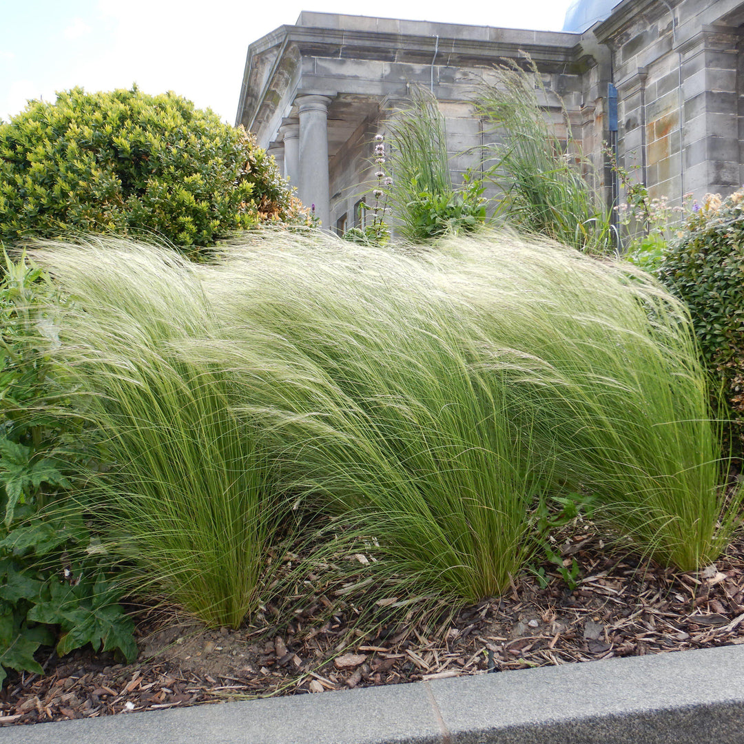 Nassella tenuissima  - Mexican Feather Grass