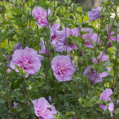 Lavender Chiffon® Rose of Sharon