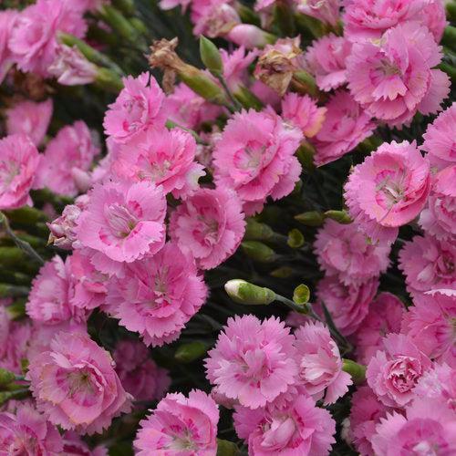 Fruit Punch® Sweetie Pie Dianthus