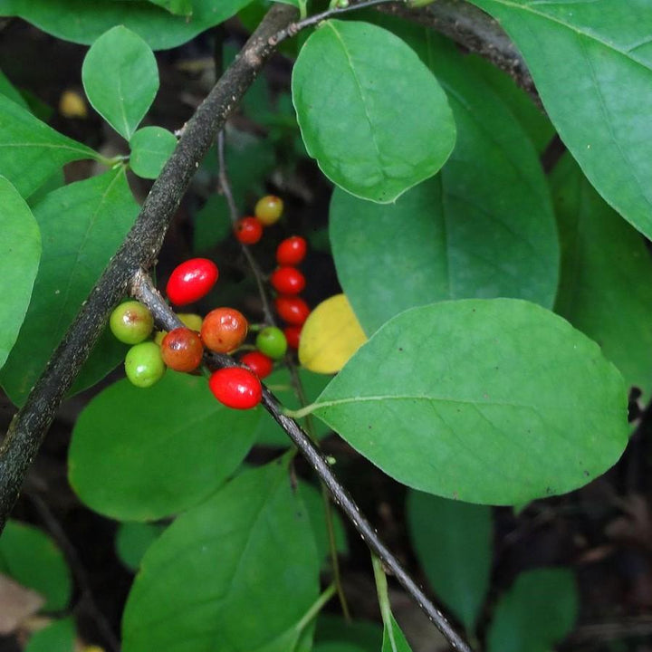 Spice Bush
