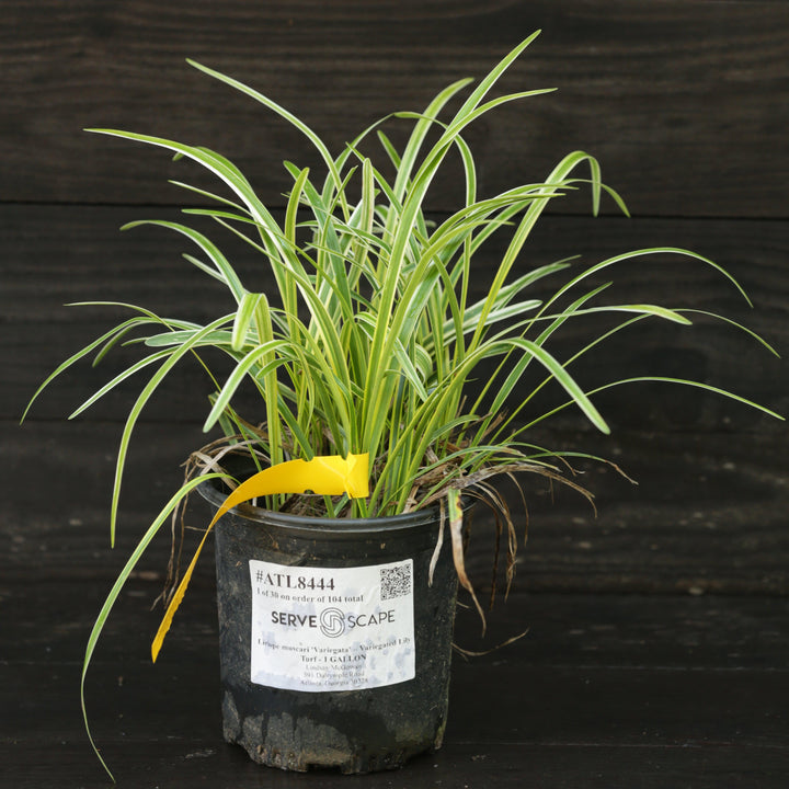Variegated Lily Turf