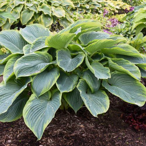 PW® Shadowland® Wu-La-La Hosta