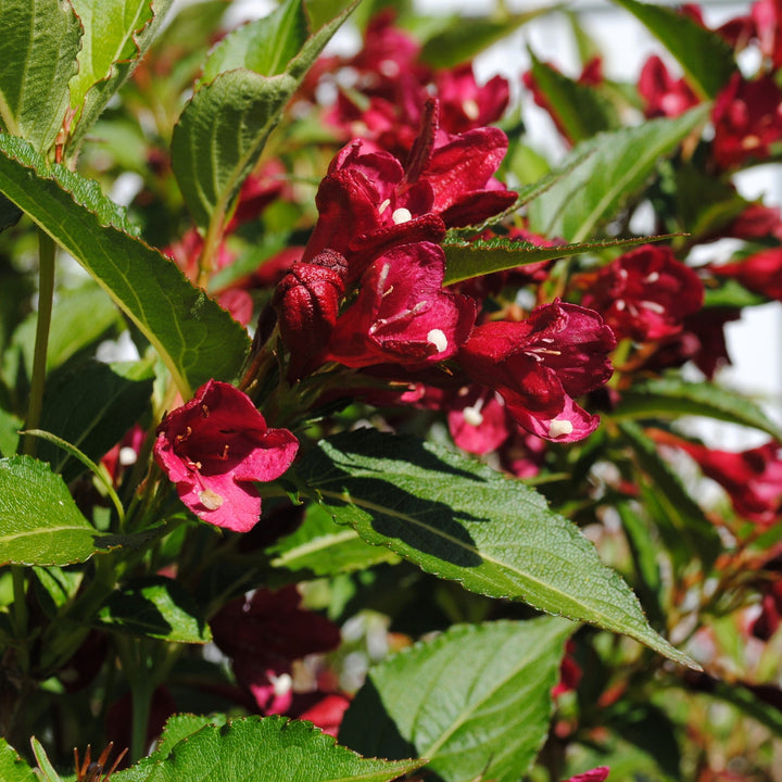 Maroon Swoon® Weigela