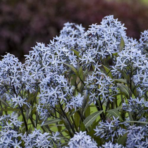 Storm Cloud Blue Star