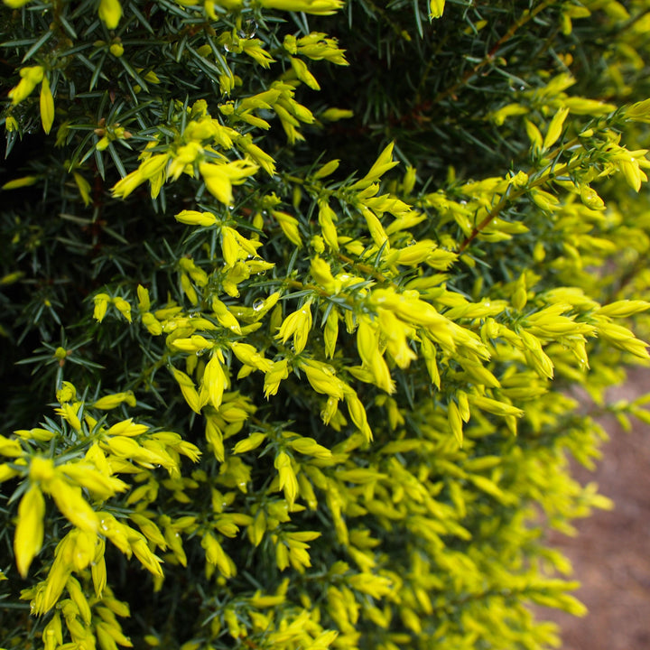 Gold Cone Juniper