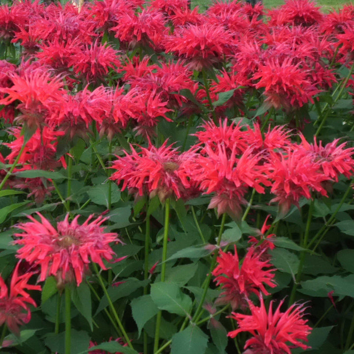 Monarda 'Cherry Pops'  - Sugar Buzz® 'Cherry Pops' Bee Balm