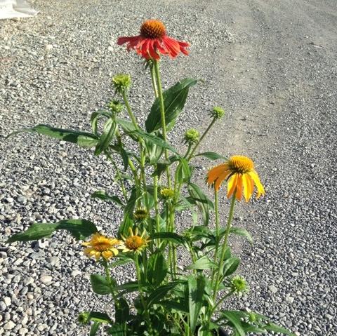 Cheyenne Spirit Echinacea, Coneflower