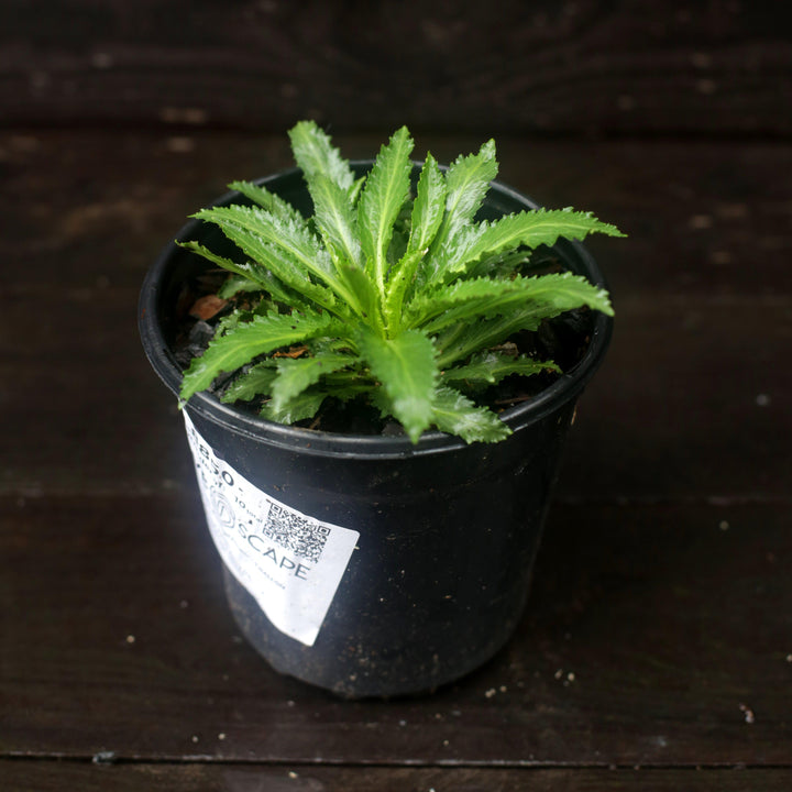 Cardinal Flower