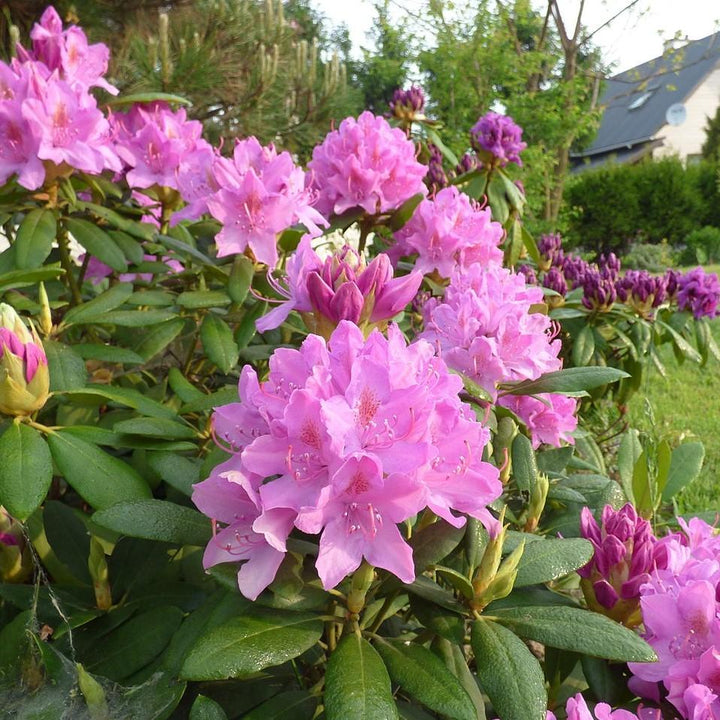 Roseum Elegans Rhododendron