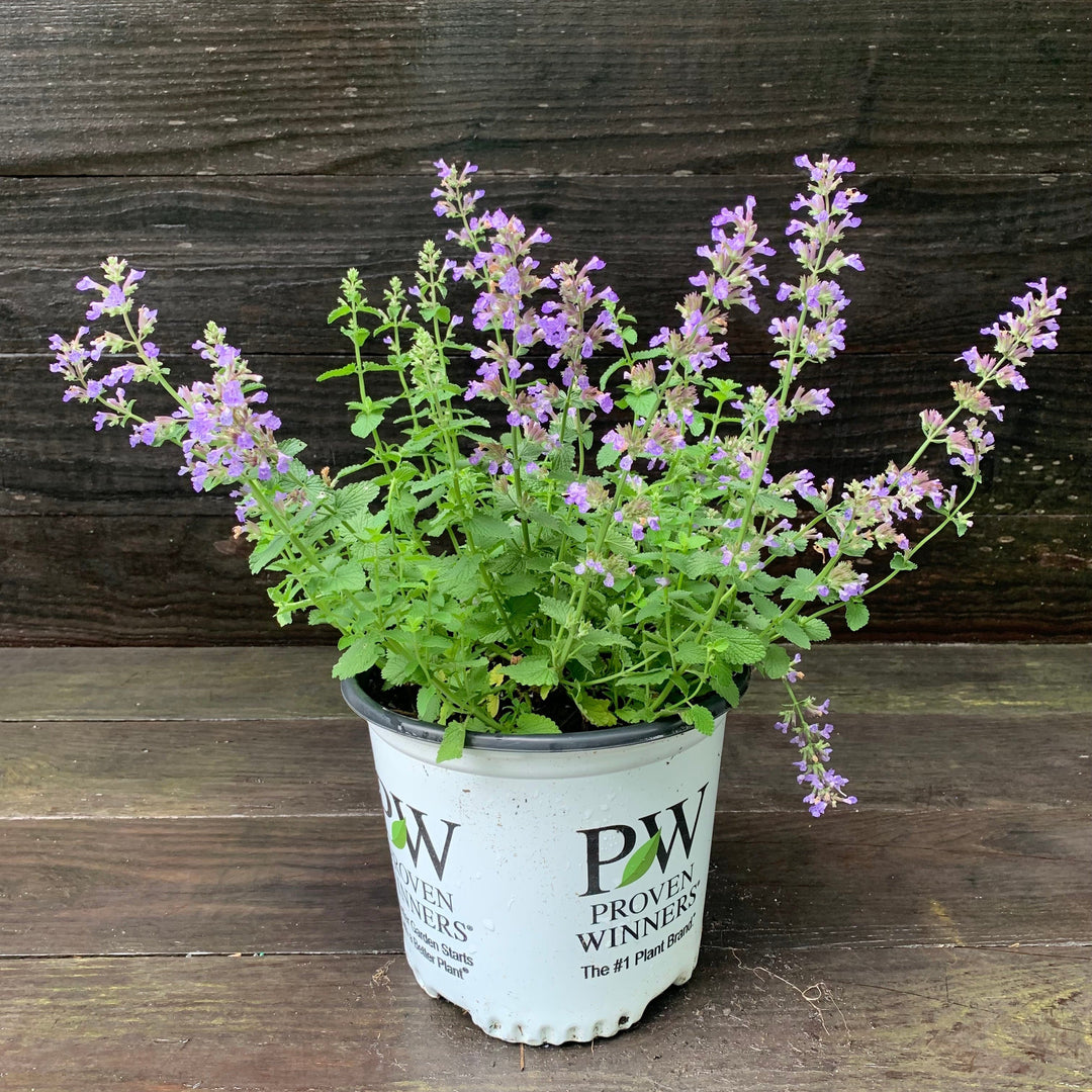 Cat's Pajamas Catmint