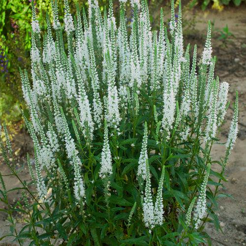 Magic Show® White Wands Speedwell