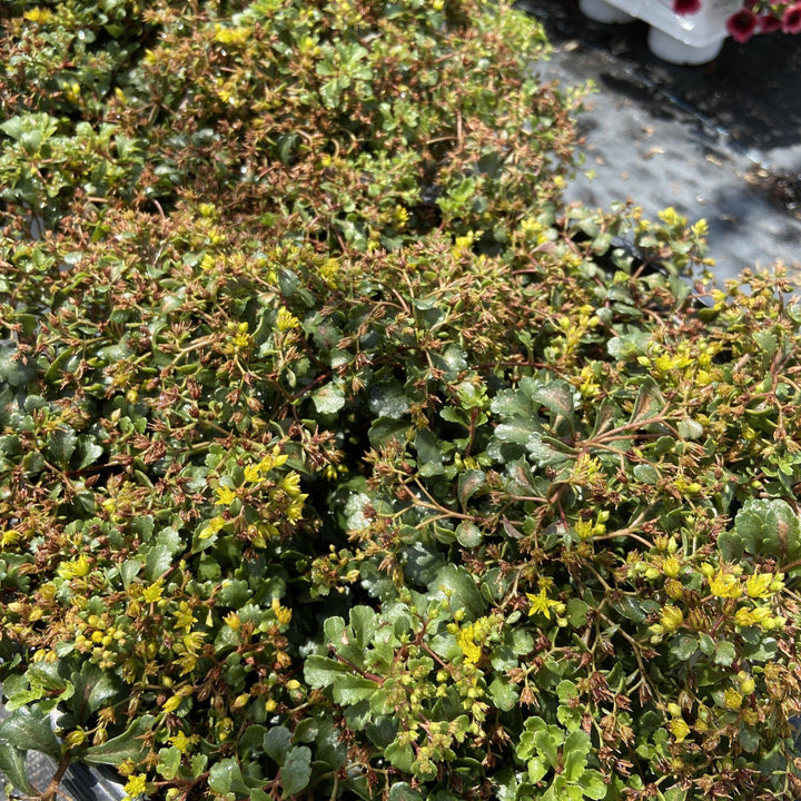 Rock 'N Low™ Yellow Brick Road Stonecrop