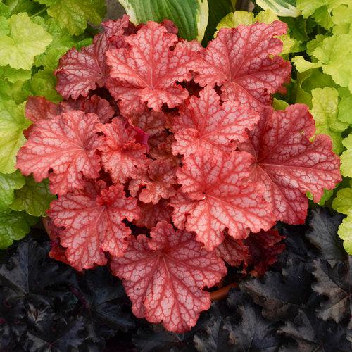 Primo® Peachberry Ice Heuchera