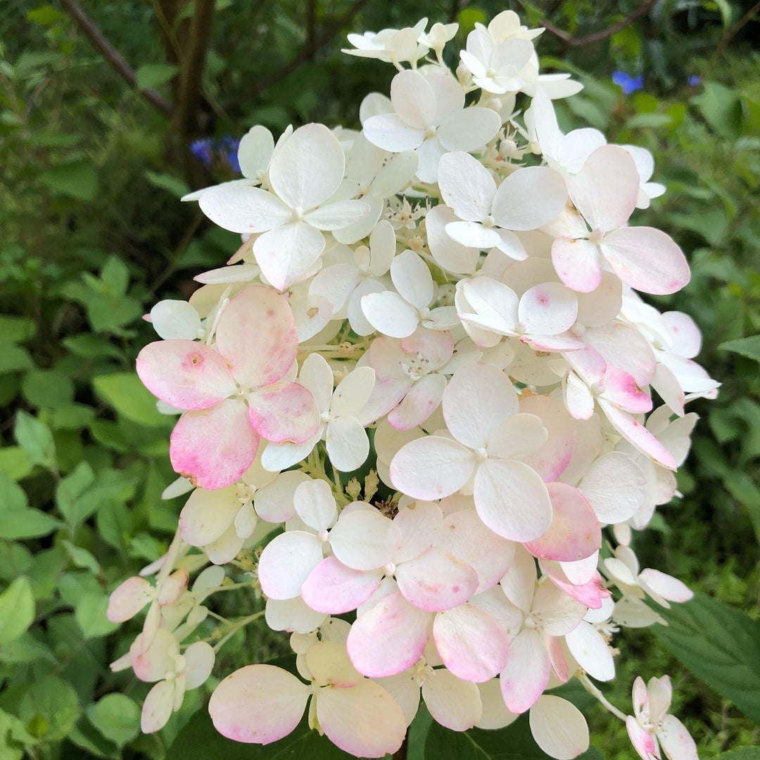 Little Quick Fire® Hydrangea