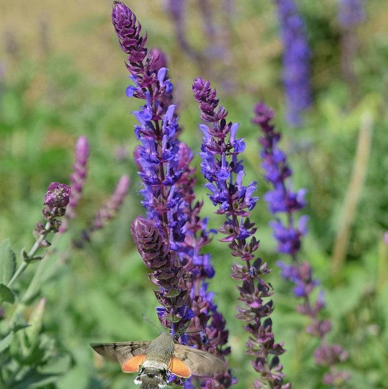Salvia nemorosa 'ALKLF' PP #28,393  - Blue Bouquetta Meadow Sage