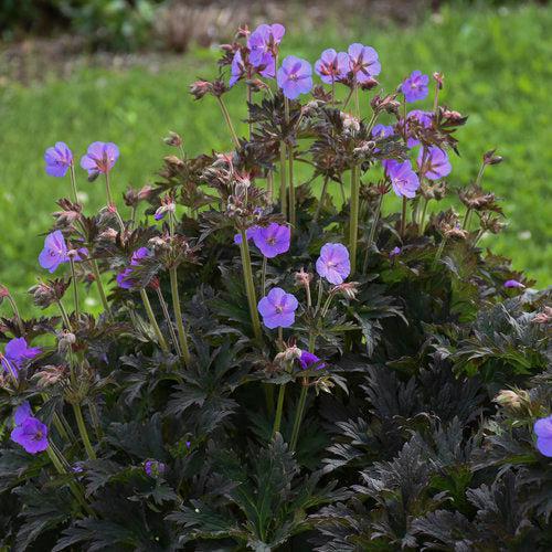 Boom Chocolatta Cranesbill