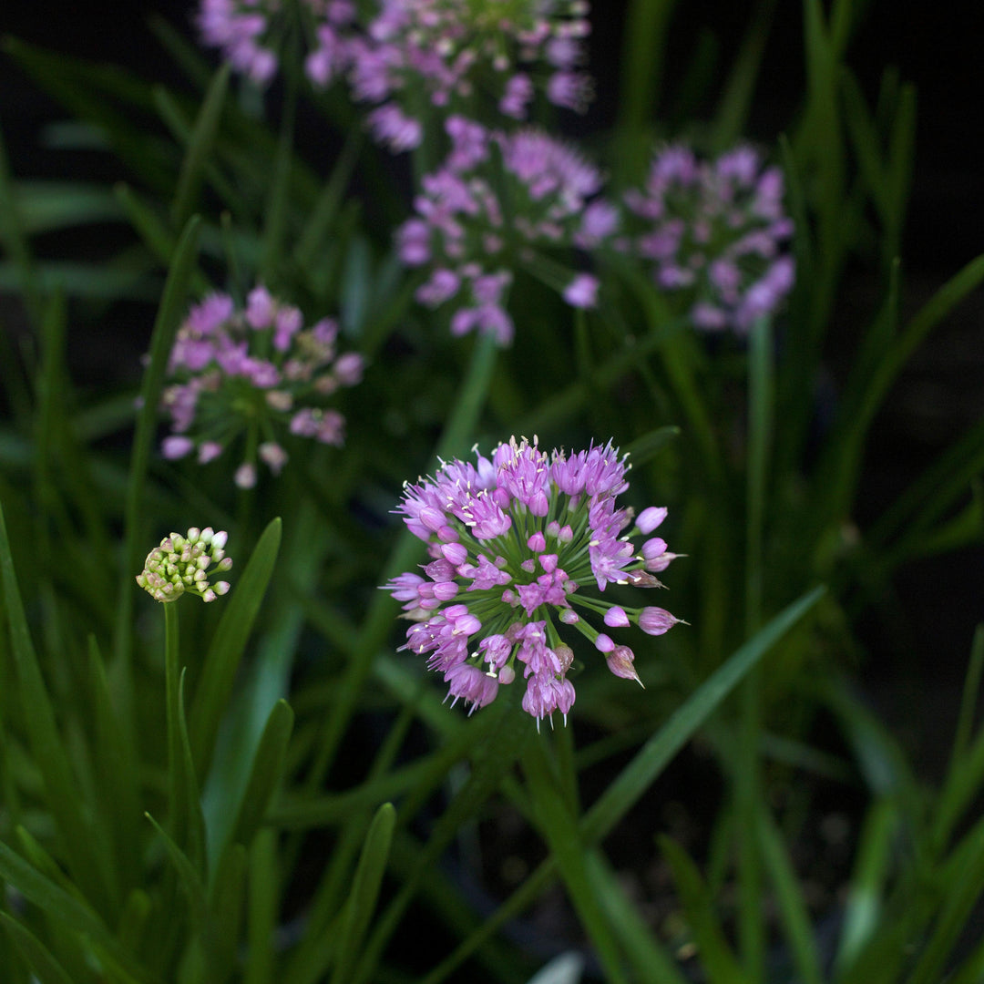 Millenium Ornamental Onion
