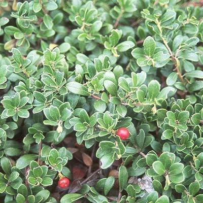 Massachusetts Bearberry