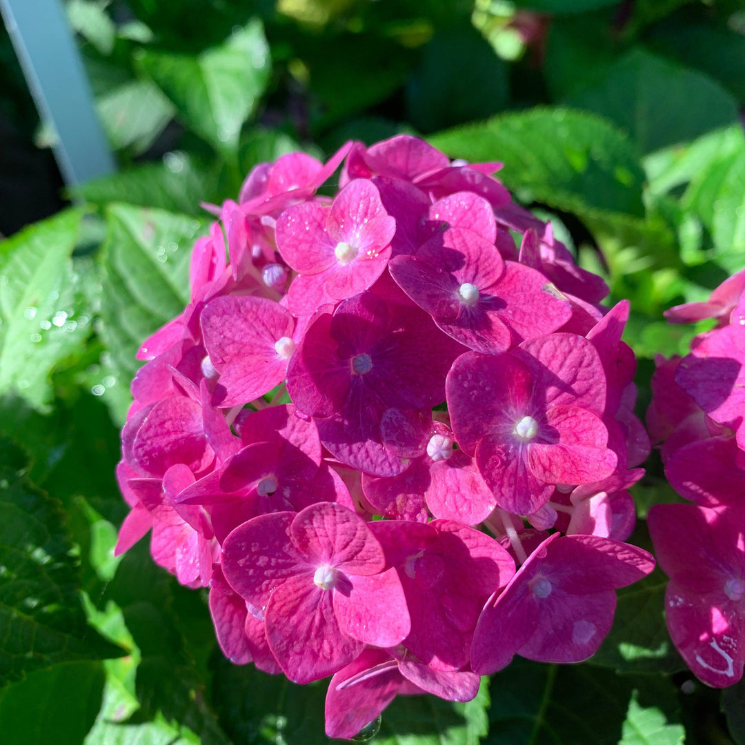 Endless Summer® Summer Crush® Hydrangea