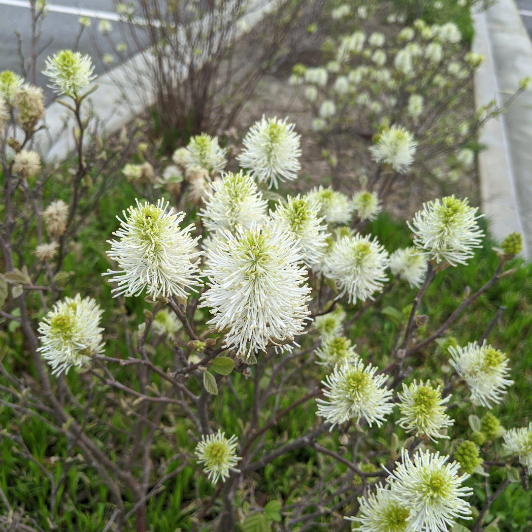 Mount Airy Fothergilla