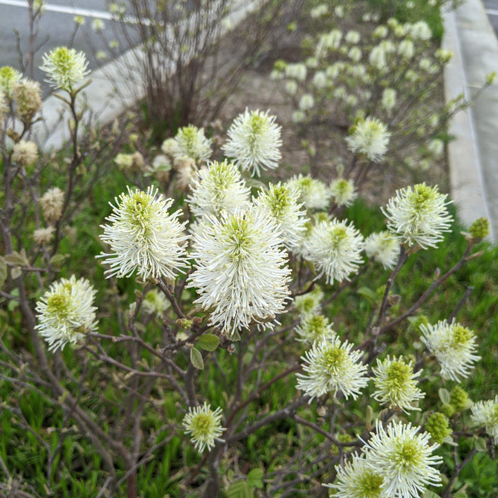Mount Airy Fothergilla