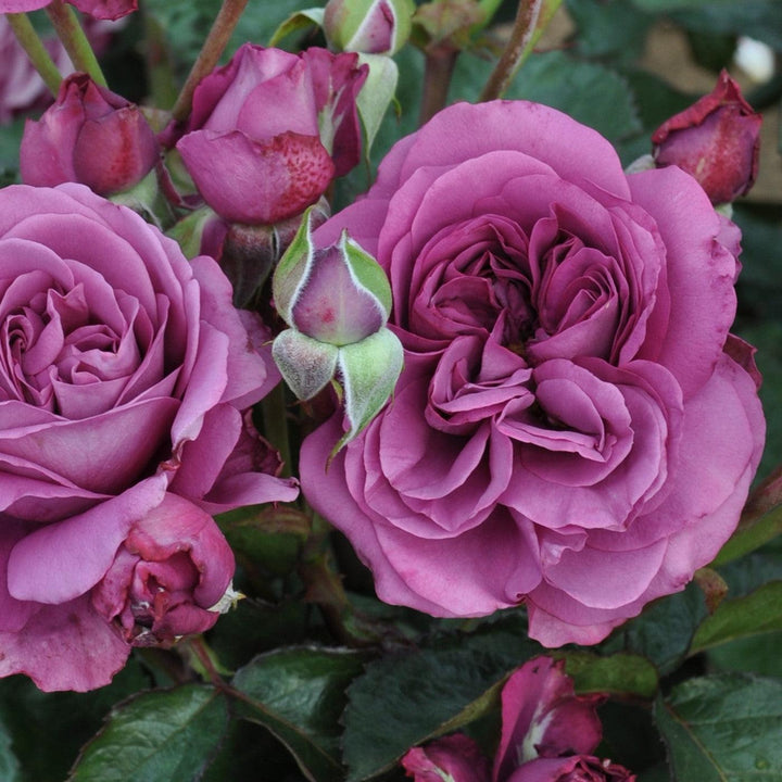 Bloomables® Sunbelt® Plum Perfect™ Rose
